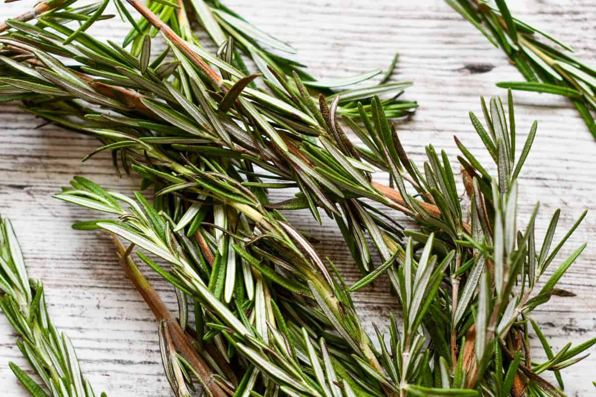Fresh Rosemary