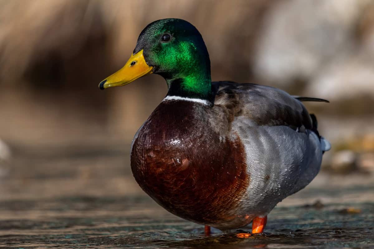 Mallard Duck