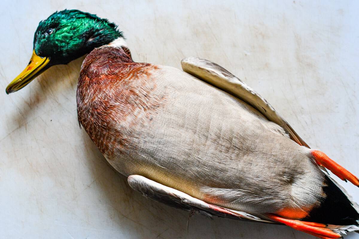 Mallard Duck for Duck and Mushrooms Recipe