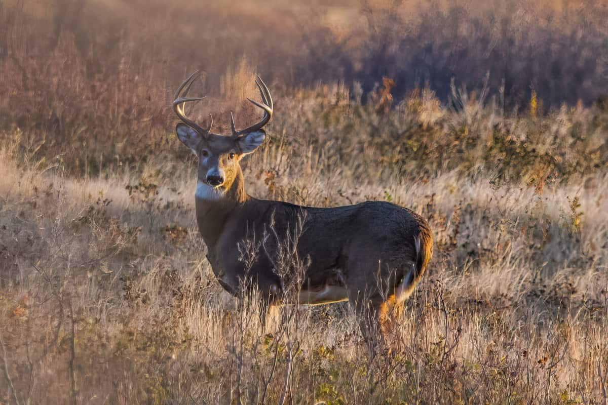 North Dakota Whitetail Photo by Seth Owens