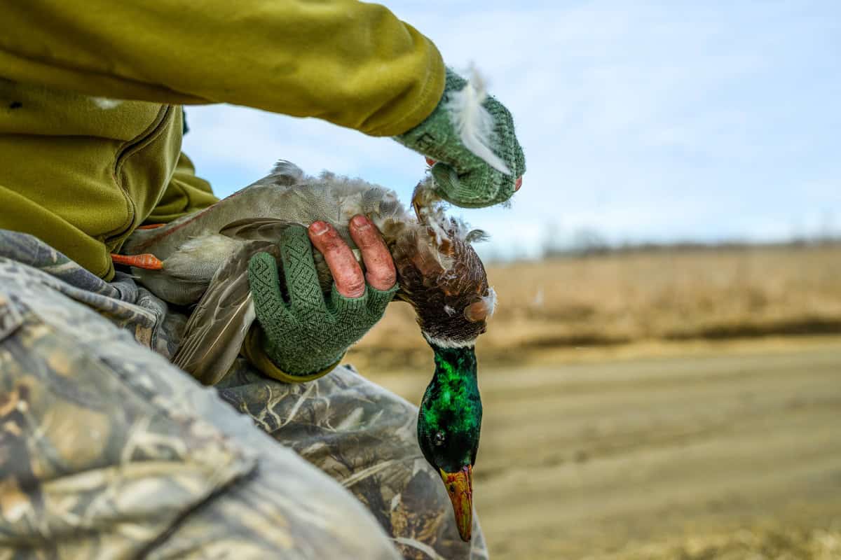 Plucking a Mallard Duck in North Dakota