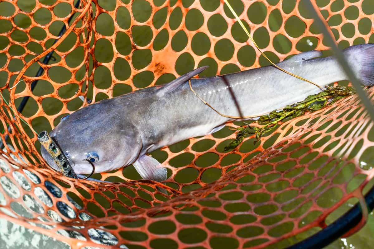 North Dakota Channel Catfish in Net
