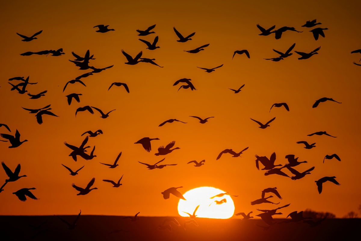 Canada Geese at Sunset in North Dakota