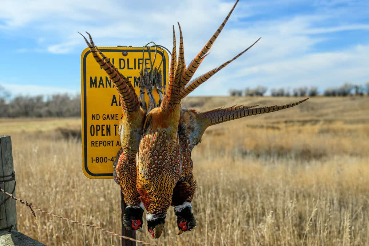 Pheasant Hunt on North Dakota WMA