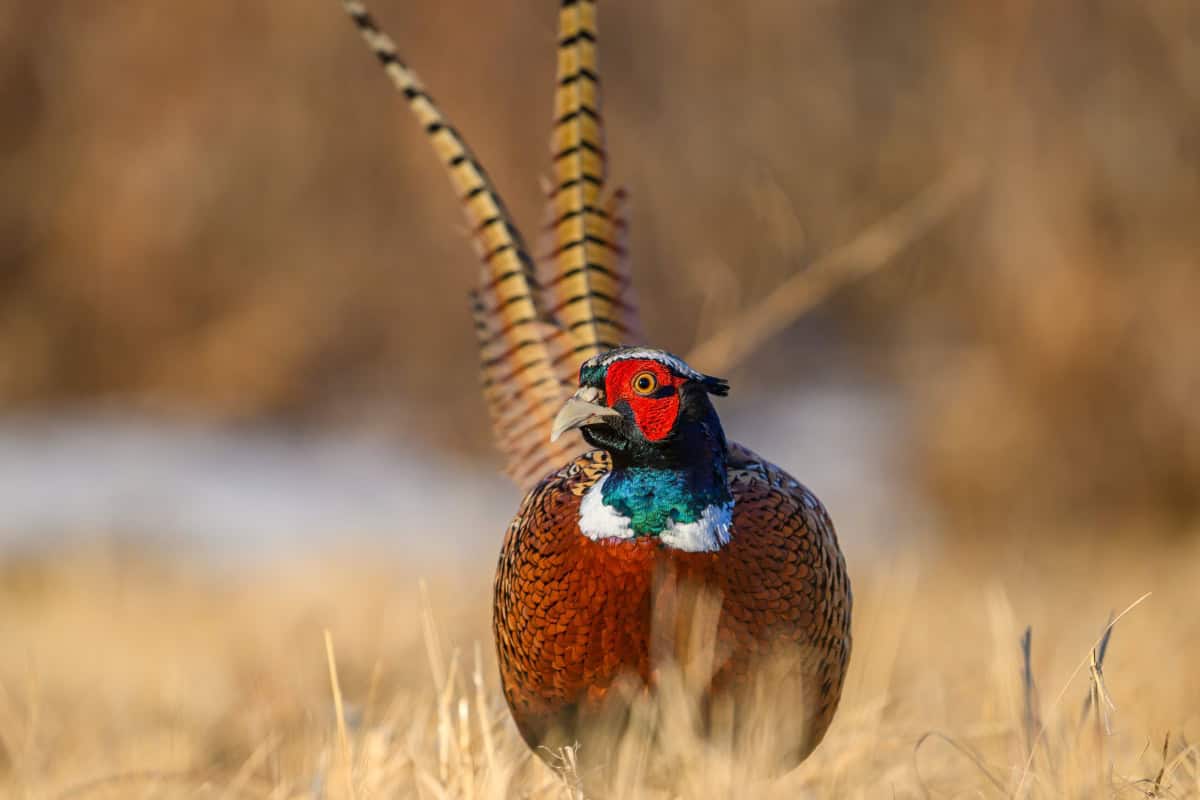 Pheasant Photo