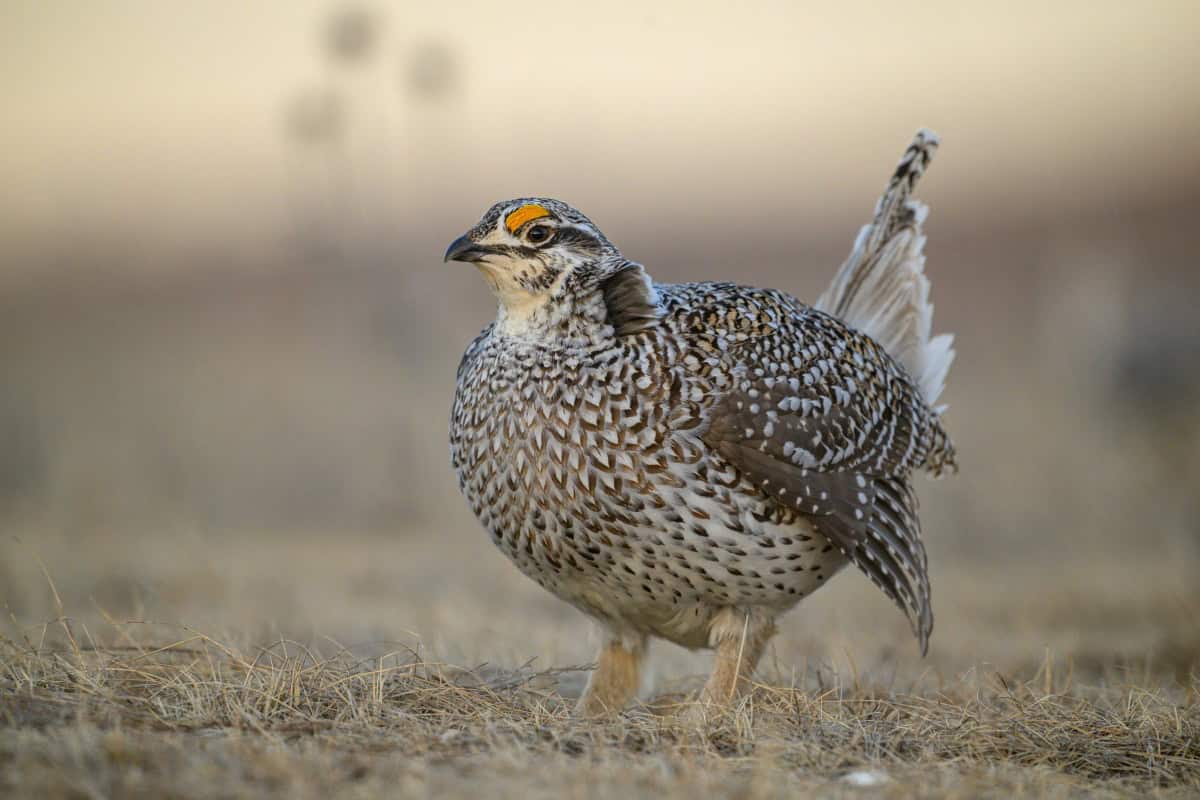Sharp Tailed Grouse