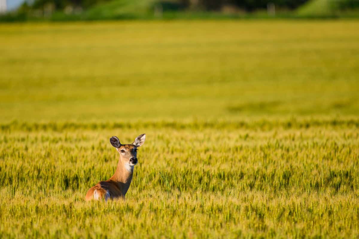 Whitetail Deer in Field Photo by Seth Owens